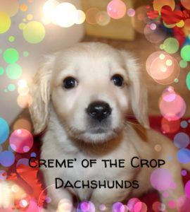Creme of the Crop Dachshunds - English Cream Miniature Dachshunds