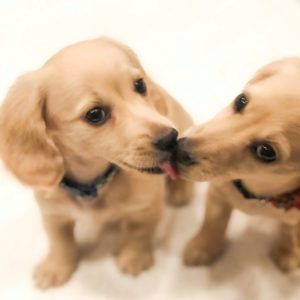 Creme of the Crop Dachshunds - English Cream Miniature Dachshunds