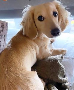 Creme of the Crop Dachshunds - English Cream Miniature Dachshunds