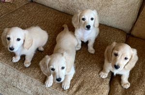 Creme of the Crop Dachshund Puppies Franklin, Texas