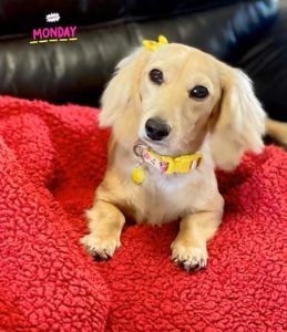 Crème of the Crop English Cream Miniature Dachshunds Puppy