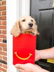 Crème of the Crop English Cream Miniature Dachshund Puppy
