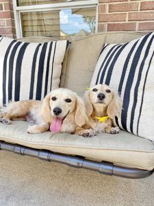 Crème of the Crop English Cream Miniature Dachshund Breeder - David & Darcy