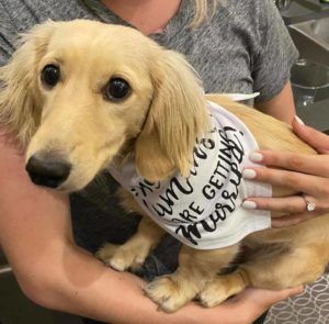 Crème of the Crop English Cream Miniature Dachshund Breeder