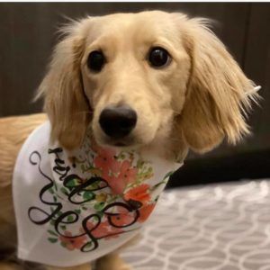 Crème of the Crop English Cream Miniature Dachshund Breeder