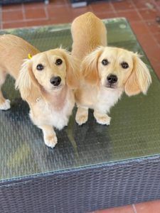 Crème of the Crop English Cream Miniature Dachshund Breeder - David & Darcy