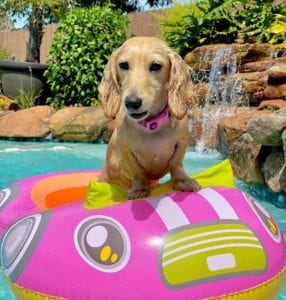 English Cream Miniature Dachshund Puppies For Sale