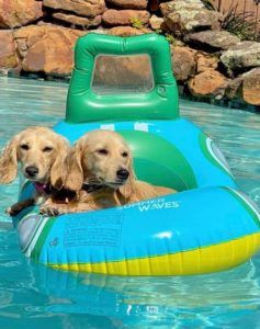 Crème of the Crop Dachshund Puppies