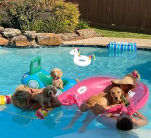 English Cream Miniature Dachshund Puppies For Sale