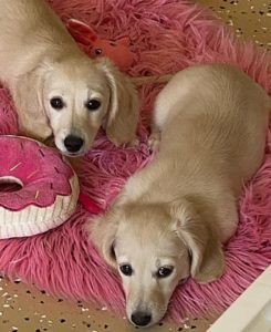 English Cream Miniature Dachshund Puppies For Sale