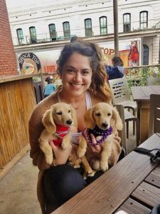 English Cream Miniature Dachshund Puppies For Sale