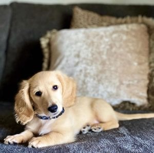 English Cream Miniature Dachshund Puppies For Sale