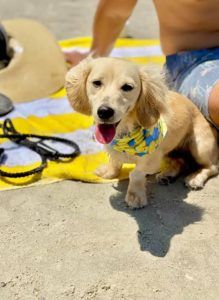 English Cream Miniature Dachshund Puppies For Sale