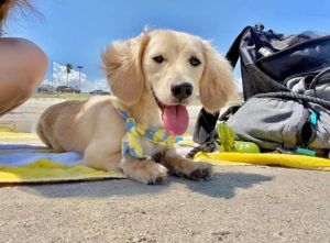 English Cream Miniature Dachshund Puppies For Sale