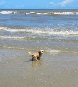 English Cream Miniature Dachshund Puppies For Sale