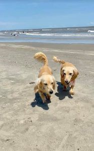 English Cream Miniature Dachshund Puppies For Sale