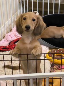 english cream miniature dachshund puppy breeder