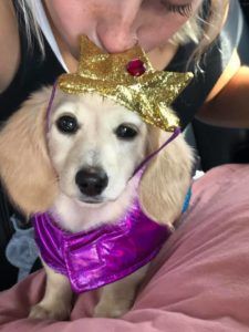 English Cream Miniature Dachshund Puppies For Sale