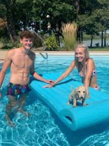 English Cream Miniature Dachshund Puppies For Sale