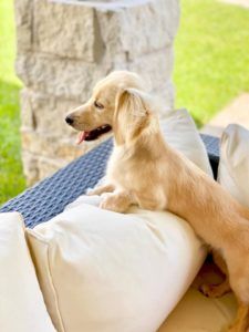 english cream miniature dachshund puppy breeder