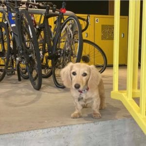 english cream miniature dachshund puppy breeder