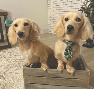 english cream miniature dachshund puppy breeder