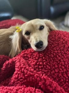 english cream miniature dachshund puppy breeder
