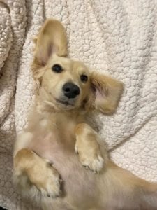 english cream miniature dachshund puppy breeder