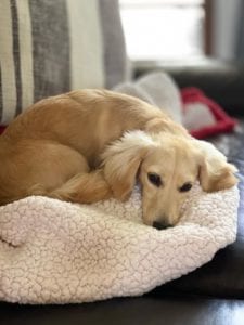 english cream miniature dachshund puppy breeder