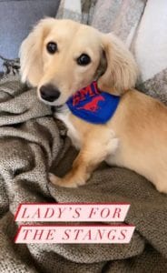 english cream miniature dachshund puppy breeder