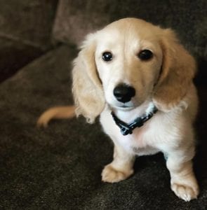 english cream miniature dachshund puppy breeder