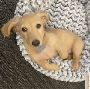 english cream miniature dachshund puppy breeder