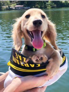 english cream miniature dachshund puppy breeder