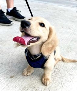 english cream miniature dachshund puppy breeder