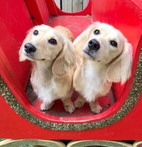english cream miniature dachshund puppy breeder