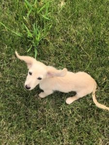 english cream miniature dachshund puppy