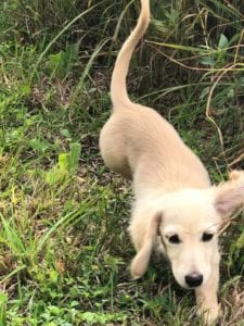 english cream miniature dachshund puppy breeder