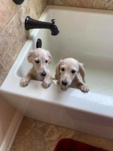 english cream miniature dachshund puppy breeder