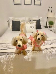 english cream miniature dachshund puppy breeder david & darcy