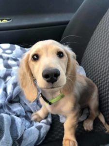 english cream miniature dachshund breeder