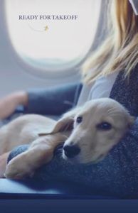 english cream miniature dachshund breeder