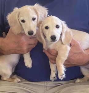 english cream miniature dachshund breeder