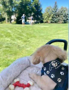 english cream miniature dachshund breeder