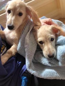 english cream miniature dachshund breeder