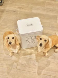 english cream miniature dachshund breeder