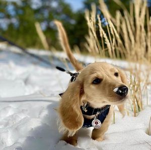 english cream miniature dachshund breeder