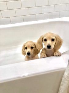 english cream miniature dachshund breeder