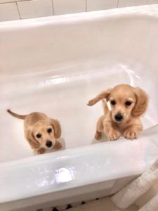 english cream miniature dachshund breeder