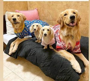 english cream miniature dachshund puppy breeder