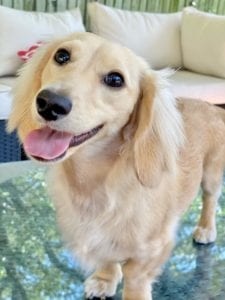 english cream miniature dachshund puppy breeder